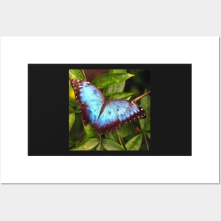 Blue Butterfly Posters and Art